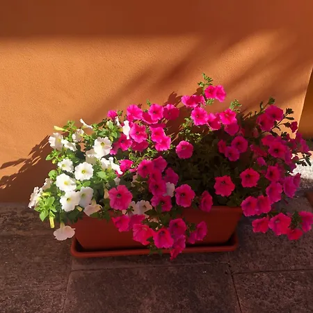Apartment La Corte 1813 Mxp Maggiore Leonardo